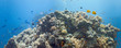 Coral scene - panorama