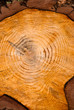 Arbol seccion del tronco