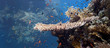 Shoal of fish on the coral reef