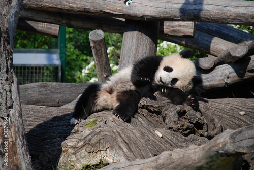 Photo: Young Panda Young Panda
