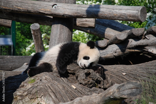 Photo: Pnada baby Pnada baby