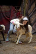 baby lamb