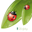Green leaves design with ladybug, eps-10 Green leaves design with ladybug, eps-10