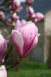 Magnolie in der Frühlingssonne