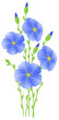 Flower of flax (Linum usitatissimum)