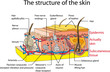 Skin cross section