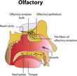 Olfactory