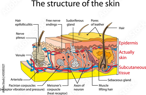 cross section human skin royalty free vector image quot skin cross section quot stock image and royalty free vector files on fotolia pic 31385527 cross section human skin royalty free vector image quot skin cross section quot stock image and royalty free vector files on fotolia pic 31385527