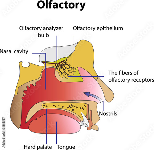 Vector: Olfactory Olfactory