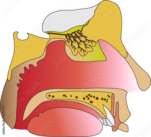 Vector: olfactory1 olfactory1