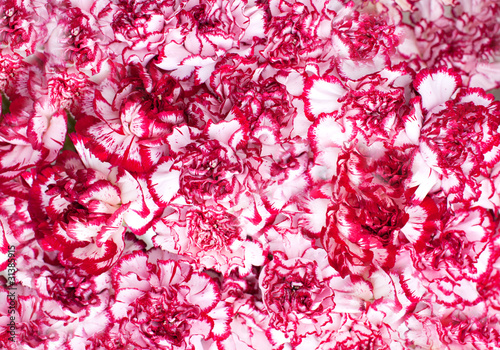 Photo: Outdoor shot of red daffodils in a nicely full flowerbed Outdoor shot of red daffodils in a nicely full flowerbed