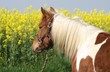 Foto: Ponette dans le colza Ponette dans le colza