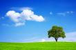 Green field and tree