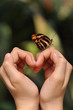 Schmetterling und Herz