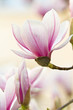Magnolie, Magnolia