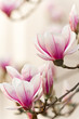 Magnolie, Magnolia