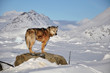 Dog sledging trip in cold snowy winter, Greenland