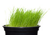 Long green grass growing in flowerpot on white background.