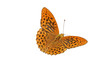 Photo: Kaisermantel (Argynnis paphia) Kaisermantel (Argynnis paphia)