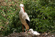 The white stork in a nest with a baby bird