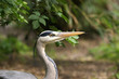 The large image of a white stork