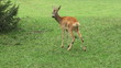Video: deer in forest deer in forest