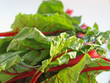 Chard leaves up close