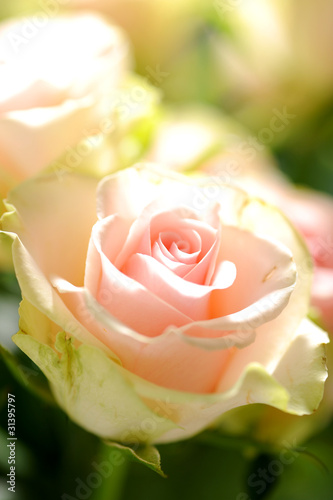 Foto: pink rose pink rose