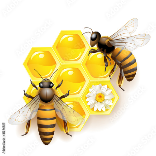 Vektor: Two bees and honeycombs isolated on white Two bees and honeycombs isolated on white