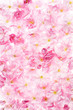 kirschblüte