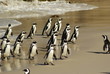 PINGUINO AFRICANO
