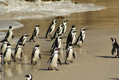 Foto: PINGUINO AFRICANO PINGUINO AFRICANO