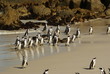 PINGUINO AFRICANO