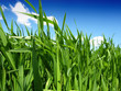 Photo: green wheat field and cloudy sky green wheat field and cloudy sky