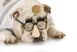 funny dog