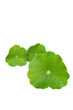 gotu kola gotu kola