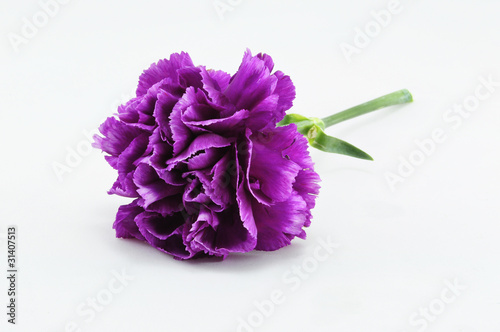 Photo: Purple Carnation Isolated on white background Purple Carnation Isolated on white background