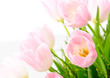 Close-up of pink tulips