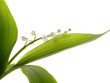 muguet