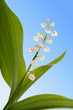 muguet