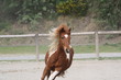 Foto: Pinto au galop Pinto au galop