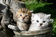 Foto: Freddy & Teddy Freddy & Teddy
