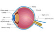 Eye Anatomy