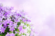 Campanula background