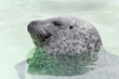 Texel - 2009