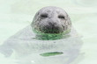 Texel - 2009