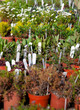 Herbs to sell