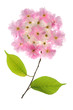 blume