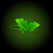 Green leaves eps10