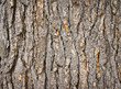 texture of the bark texture of the bark